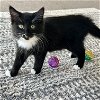 adoptable Cat in dublin, CA named Ero [CP]