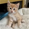 adoptable Cat in dublin, CA named Pheonix [CP]