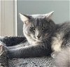 adoptable Cat in oakland, CA named Harley [CP]