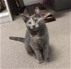 adoptable Cat in  named Pixie [CP]