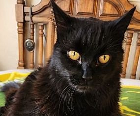 adoptable Cat in Oakland, CA named Jessie [CP]