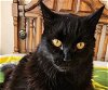 adoptable Cat in la, CA named Jessie [CP]