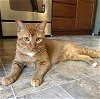 adoptable Cat in oakland, CA named Chris [CP]
