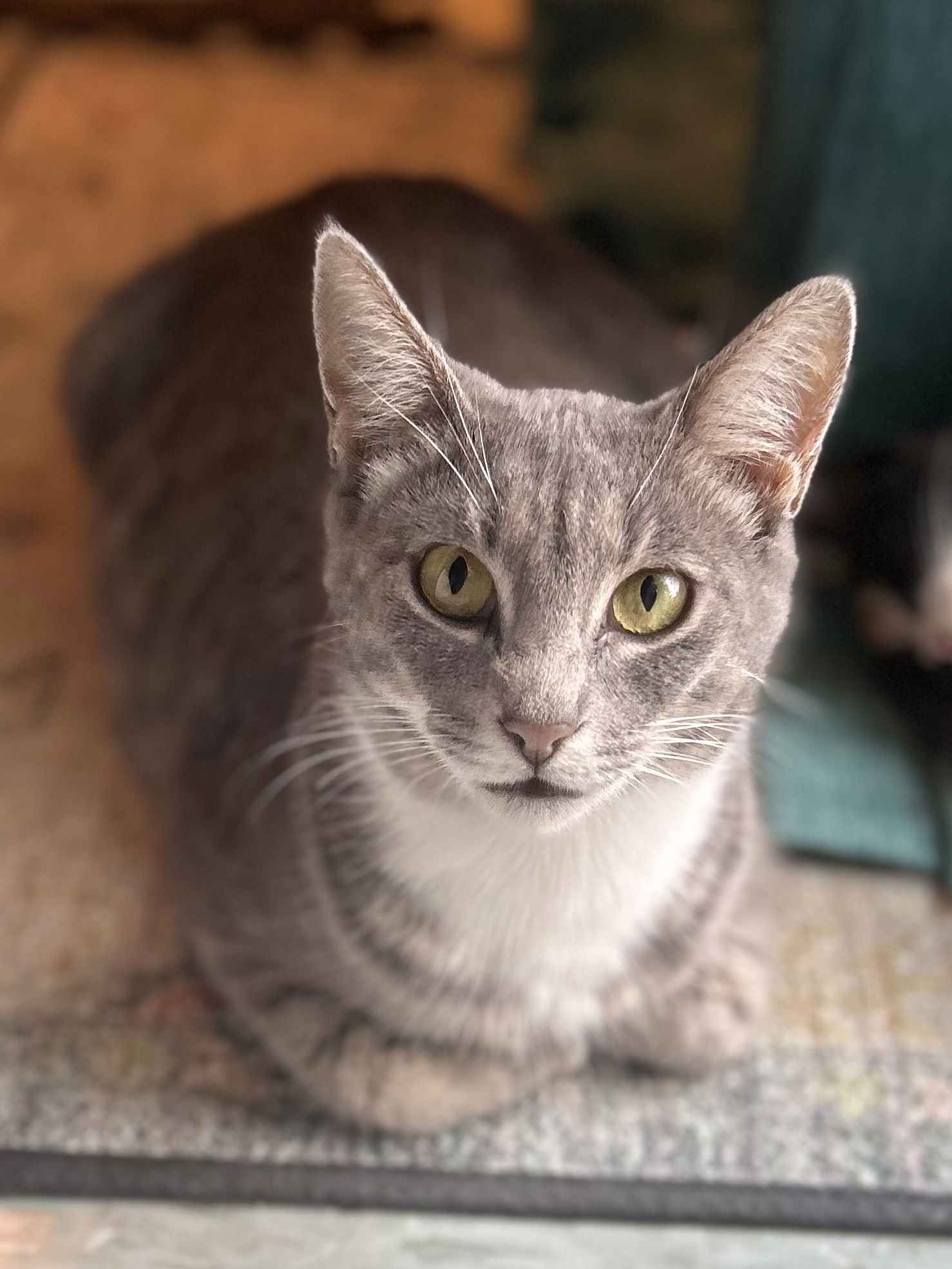 adoptable Cat in Oakland, CA named Stella [CP]