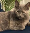 adoptable Cat in oakland, CA named Rubi [CP]