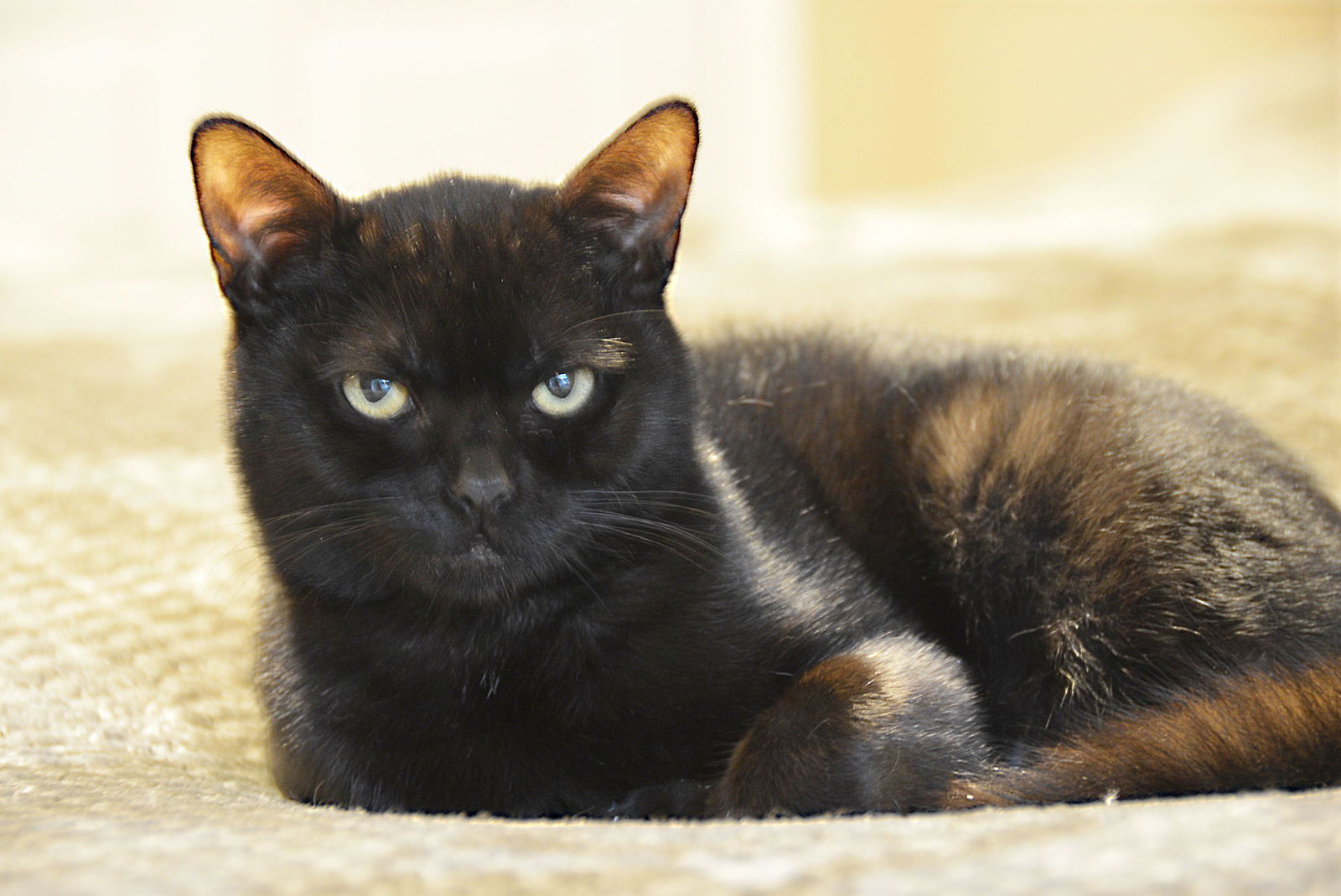 adoptable Cat in Oakland, CA named Little [CP]