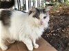 adoptable Cat in oakland, CA named Honey Girl [CP]