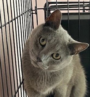 picture of the cat needing adoption