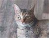 adoptable Cat in oakland, CA named Luna [CP]