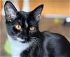 adoptable Cat in oakland, CA named Taylor [CP]
