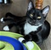 adoptable Cat in oakland, CA named Travis [CP]