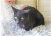 adoptable Cat in oakland, CA named Kerube [CP]