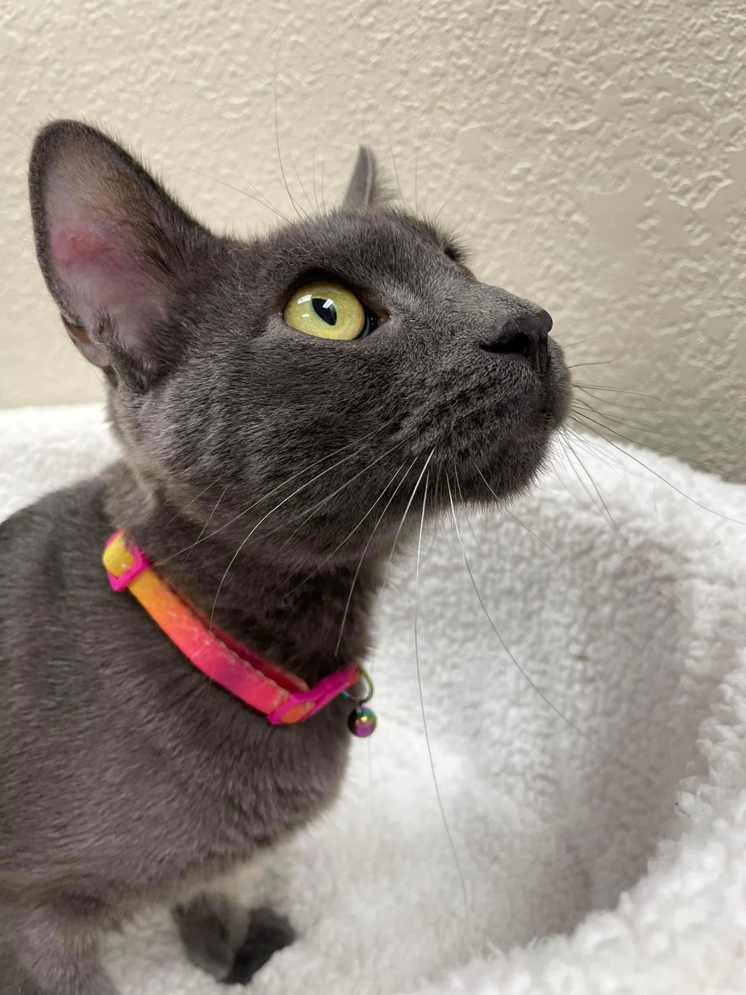 adoptable Cat in Oakland, CA named Kerube [CP]