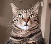 adoptable Cat in oakland, CA named Lily (& Lulu) [CP]