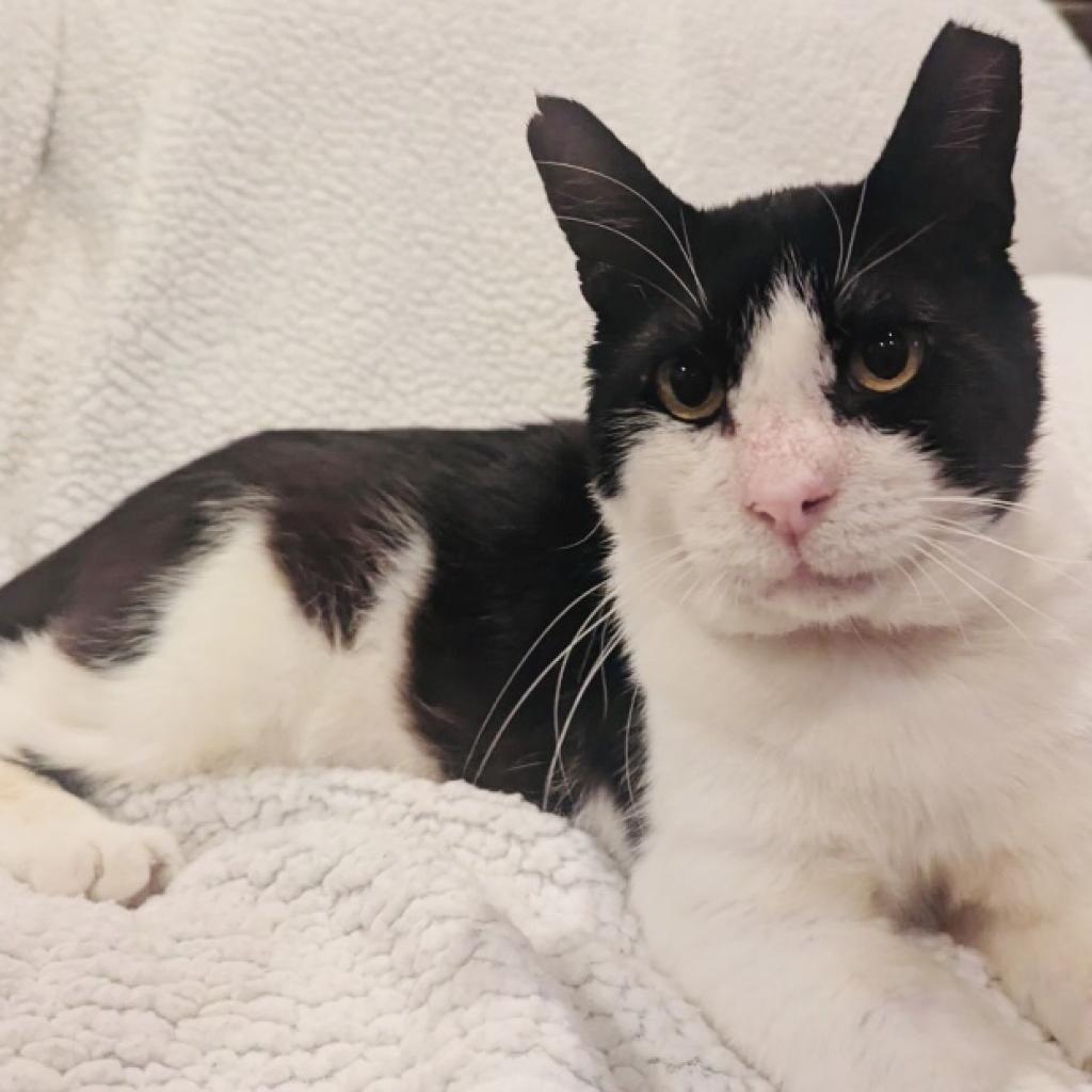 adoptable Cat in Oakland, CA named Chowder [CP]