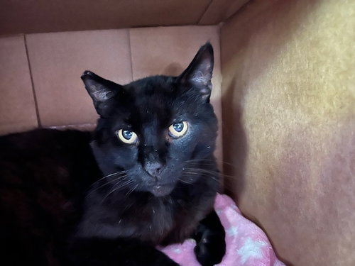 REDDY [CP] - Domestic Short Hair available for adoption