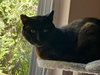 Reddy [CP] - Photo 4