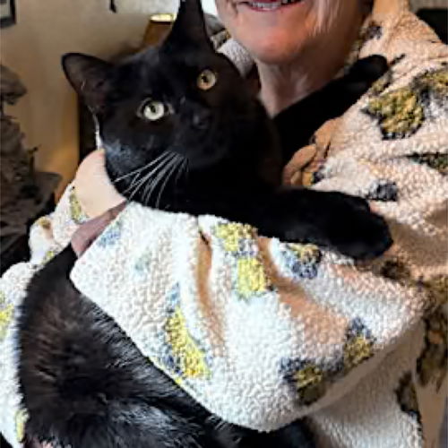 picture of the cat needing adoption