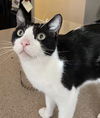 adoptable Cat in Oakland, CA named Buddy [CP]