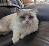 adoptable Cat in  named Oscar & Sterling [CP]