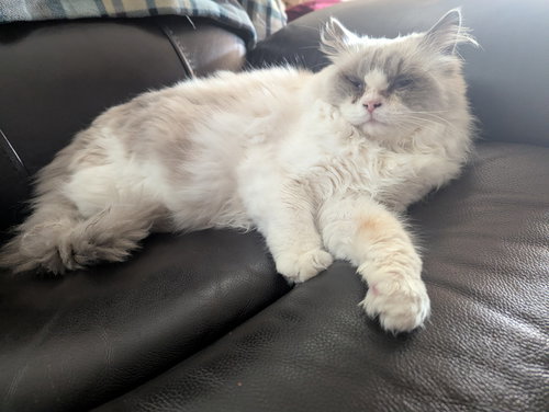 picture of the cat needing adoption