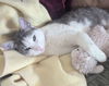 adoptable Cat in oakland, CA named Sterling (& Oscar) [CP]