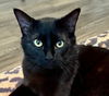 adoptable Cat in oakland, CA named Jinx [CP]