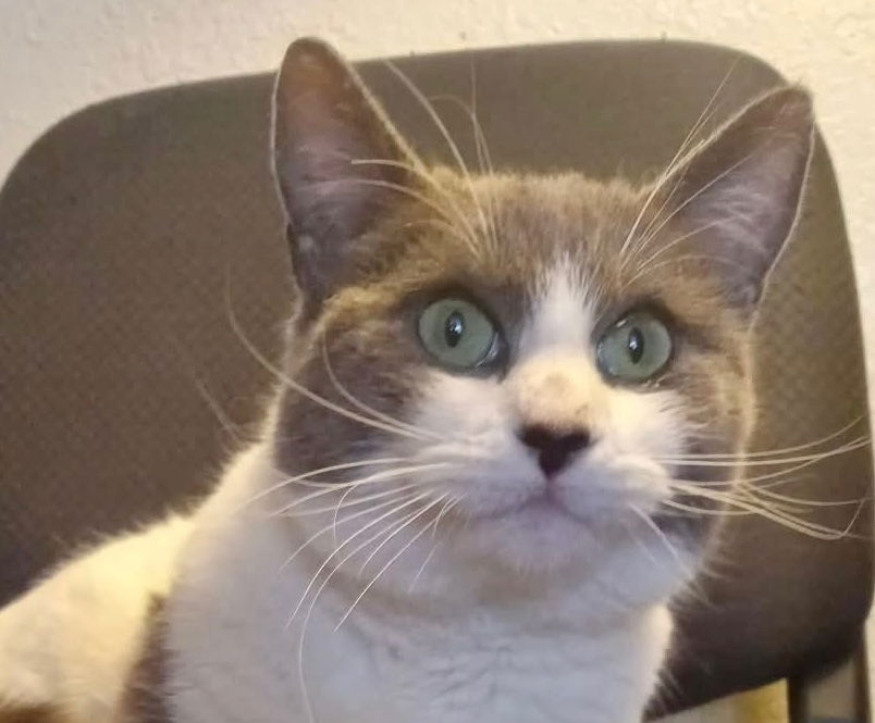 adoptable Cat in Oakland, CA named Luna [CP]
