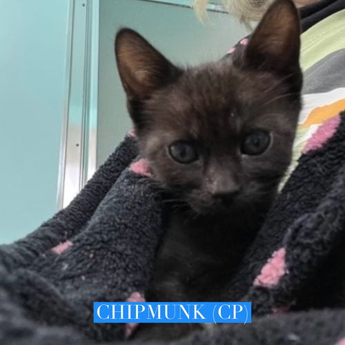 picture of the cat needing adoption