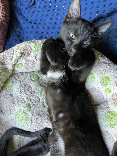 adoptable Cat in Oakland, CA named Chipmunk [CP]
