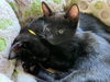 adoptable Cat in oakland, CA named Daisy [CP]