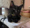 adoptable Cat in oakland, CA named Junie [CP]