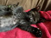 adoptable Cat in oakland, CA named Pearl [CP]