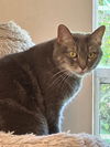adoptable Cat in oakland, CA named Jumper