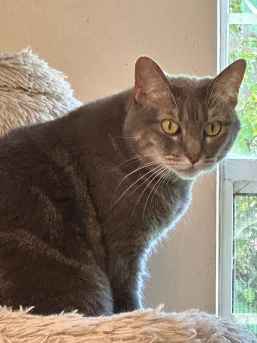 picture of the cat needing adoption