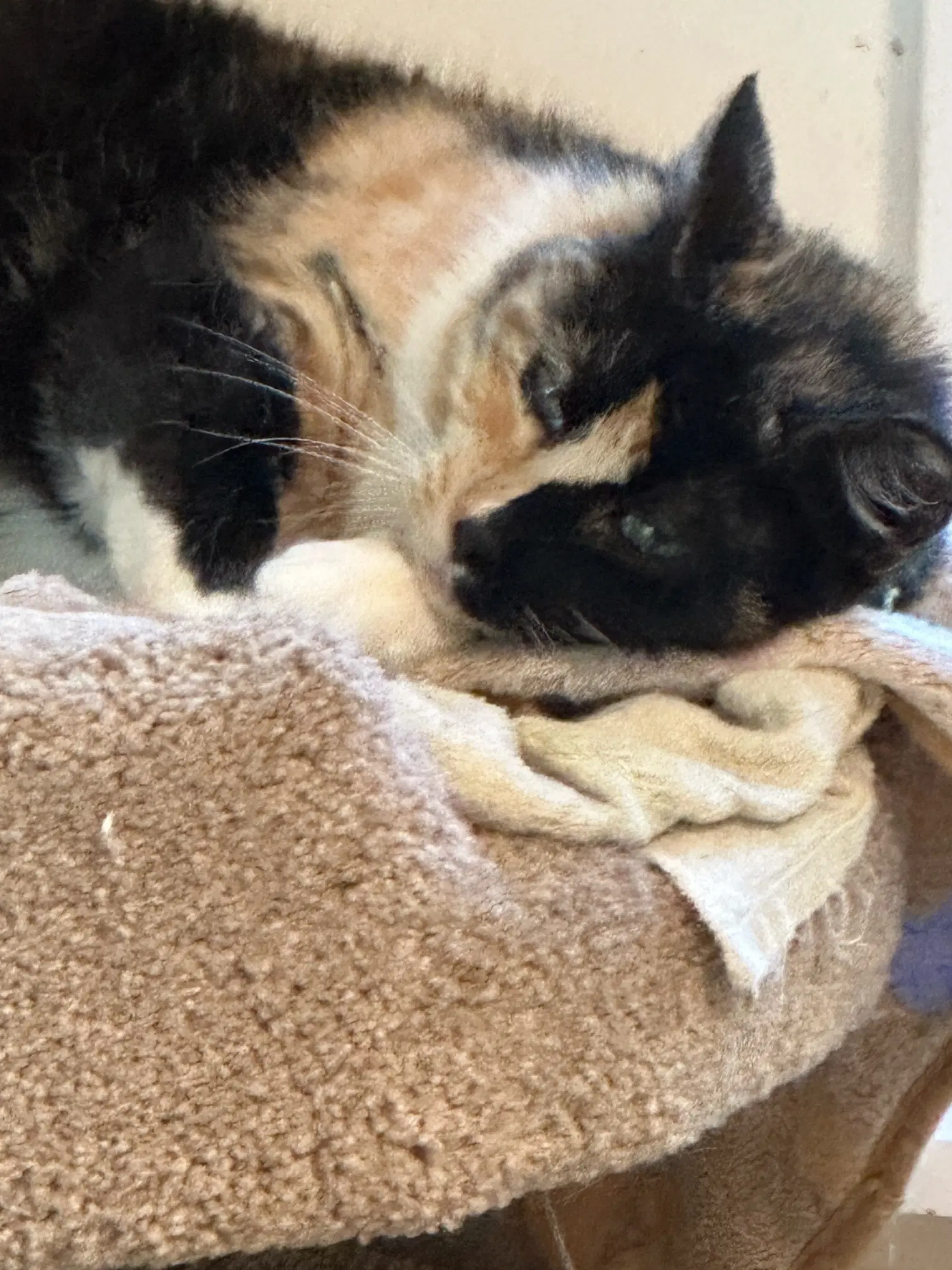 Sweetie - Domestic Medium Hair