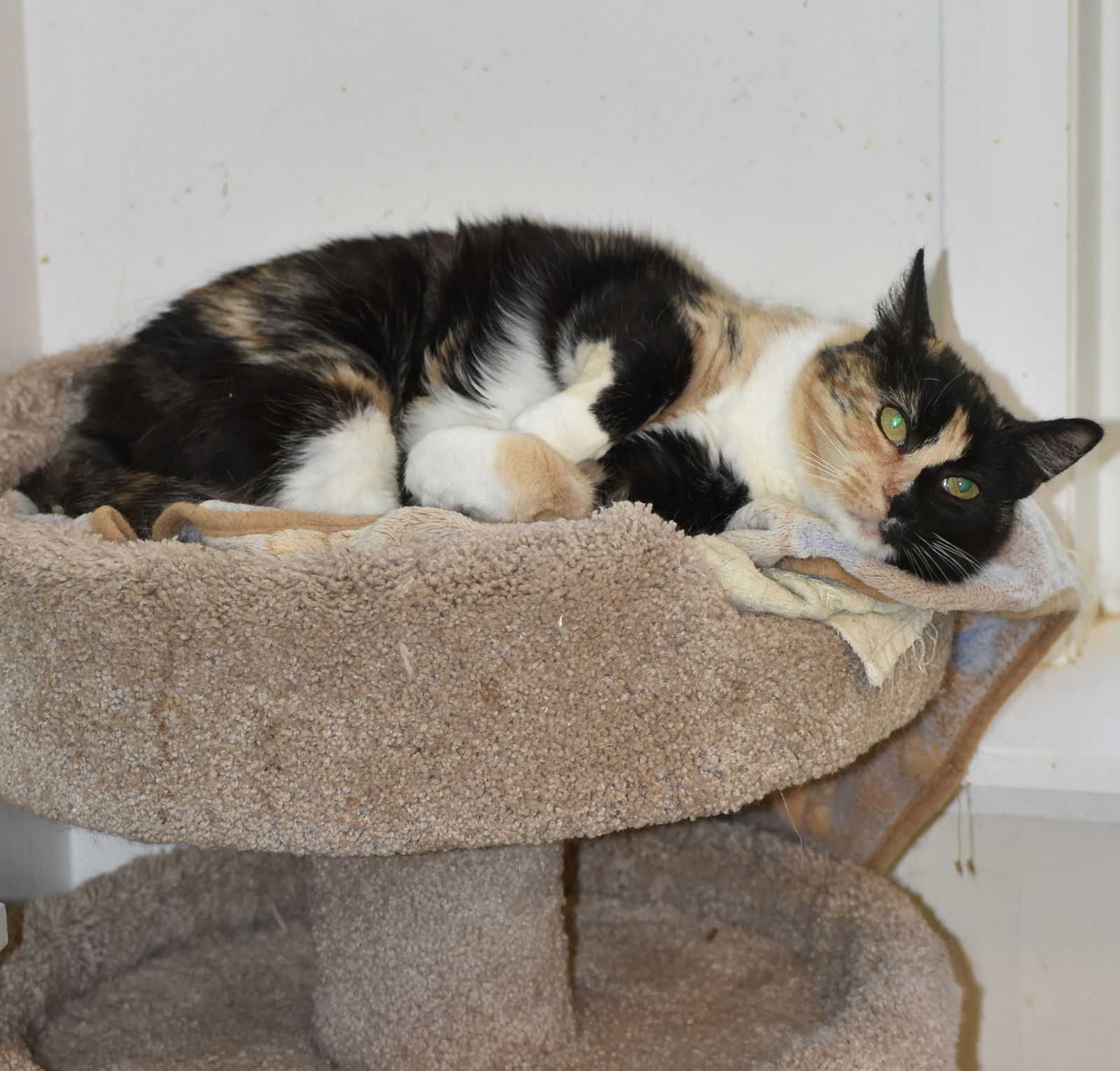 adoptable Cat in Oakland, CA named Sweetie