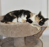 adoptable Cat in oakland, CA named Sweetie