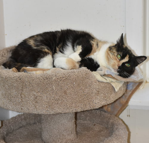 picture of the cat needing adoption