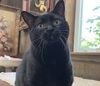 adoptable Cat in oakland, CA named Helen