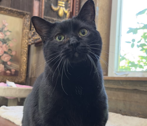 picture of the cat needing adoption