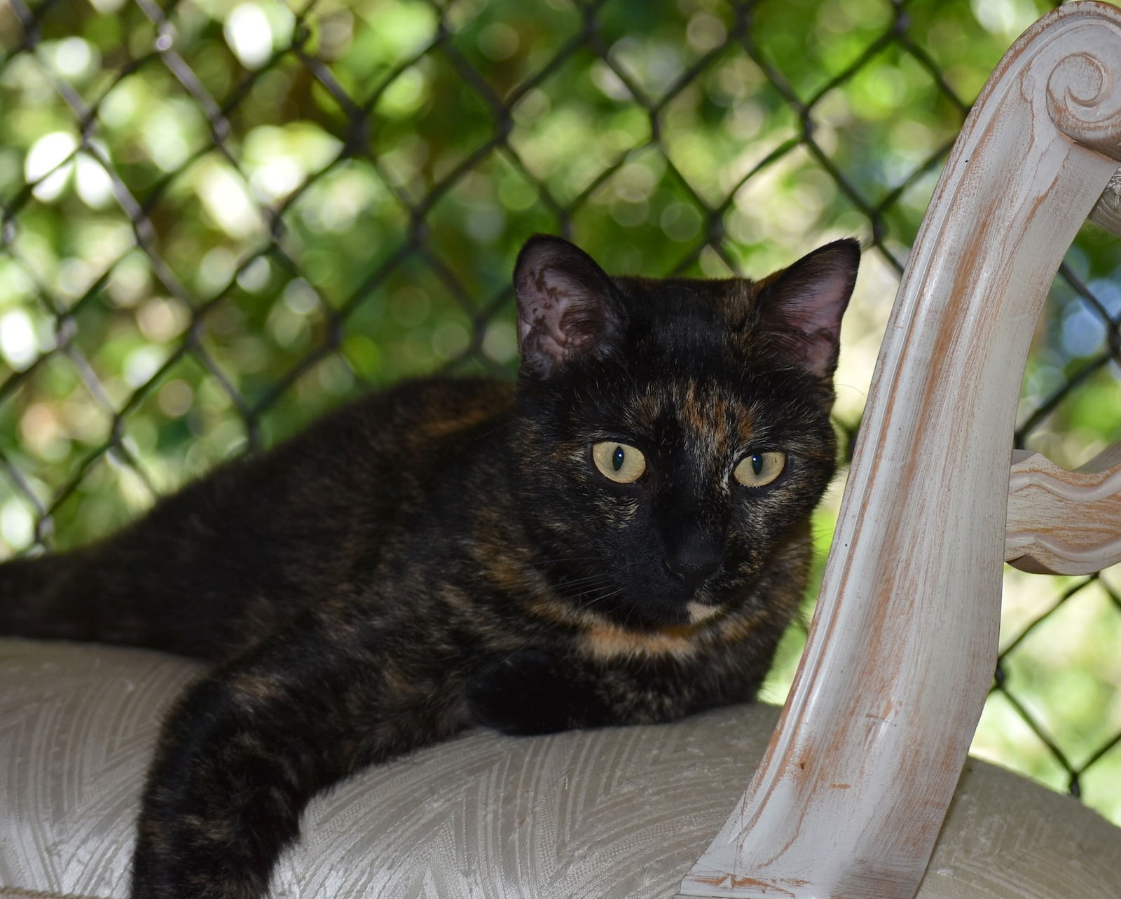 adoptable Cat in Oakland, CA named Tori