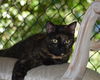 adoptable Cat in oakland, CA named Tori