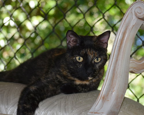 TORI - Domestic Short Hair available for adoption