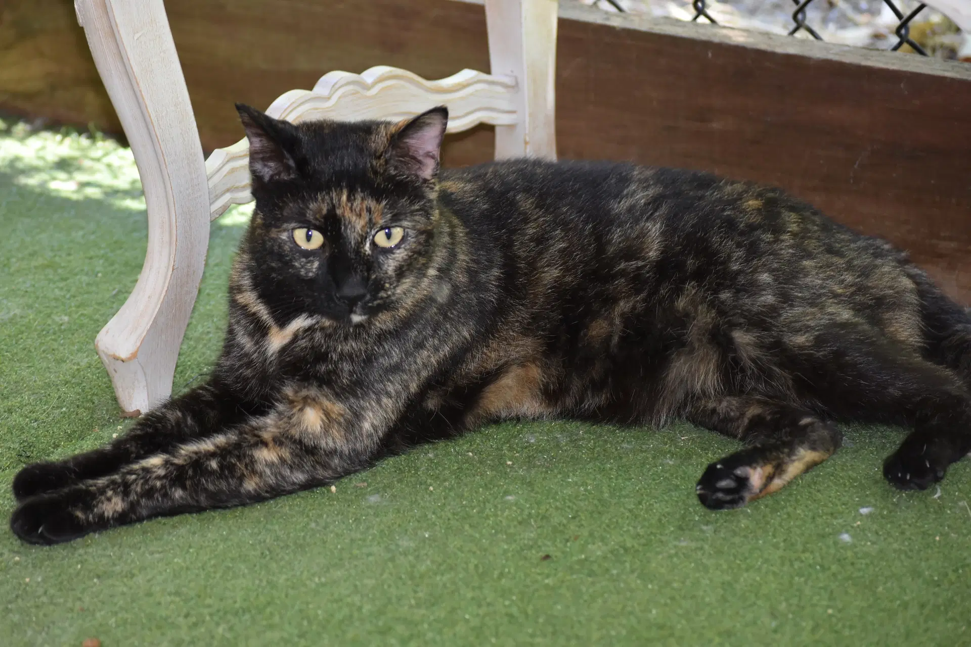 Tori - Domestic Short Hair