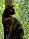 Tori - Photo 6