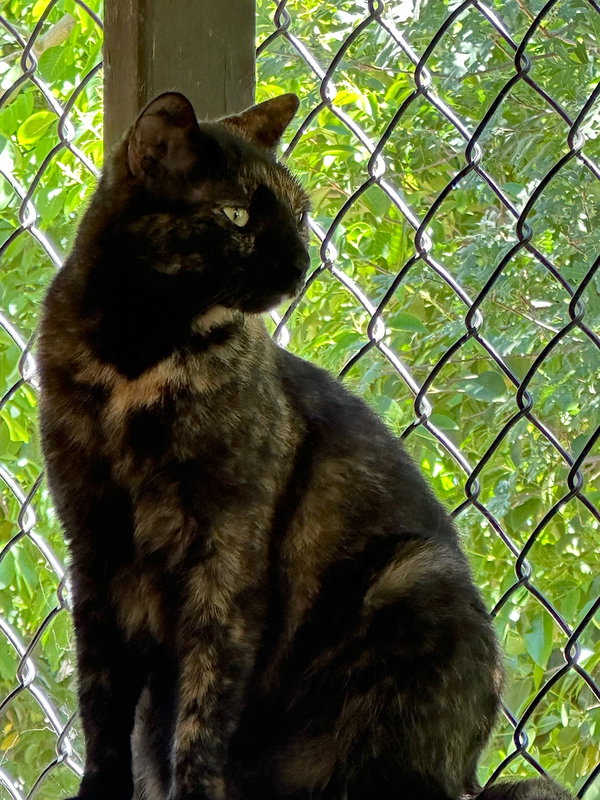 Tori