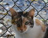 adoptable Cat in oakland, CA named Cali