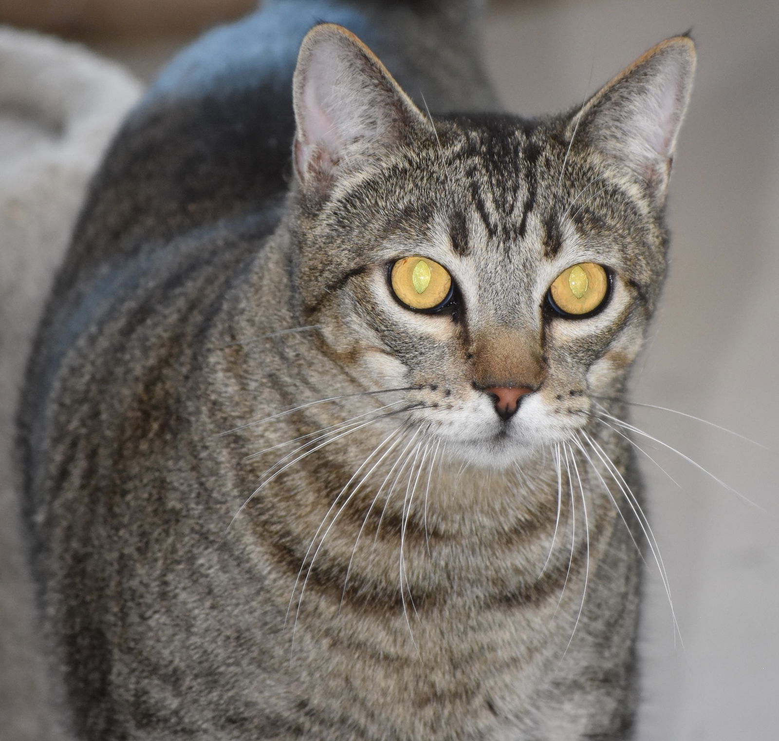 adoptable Cat in Oakland, CA named Robin