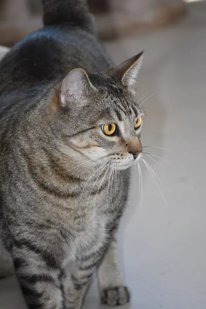Robin - Domestic Short Hair